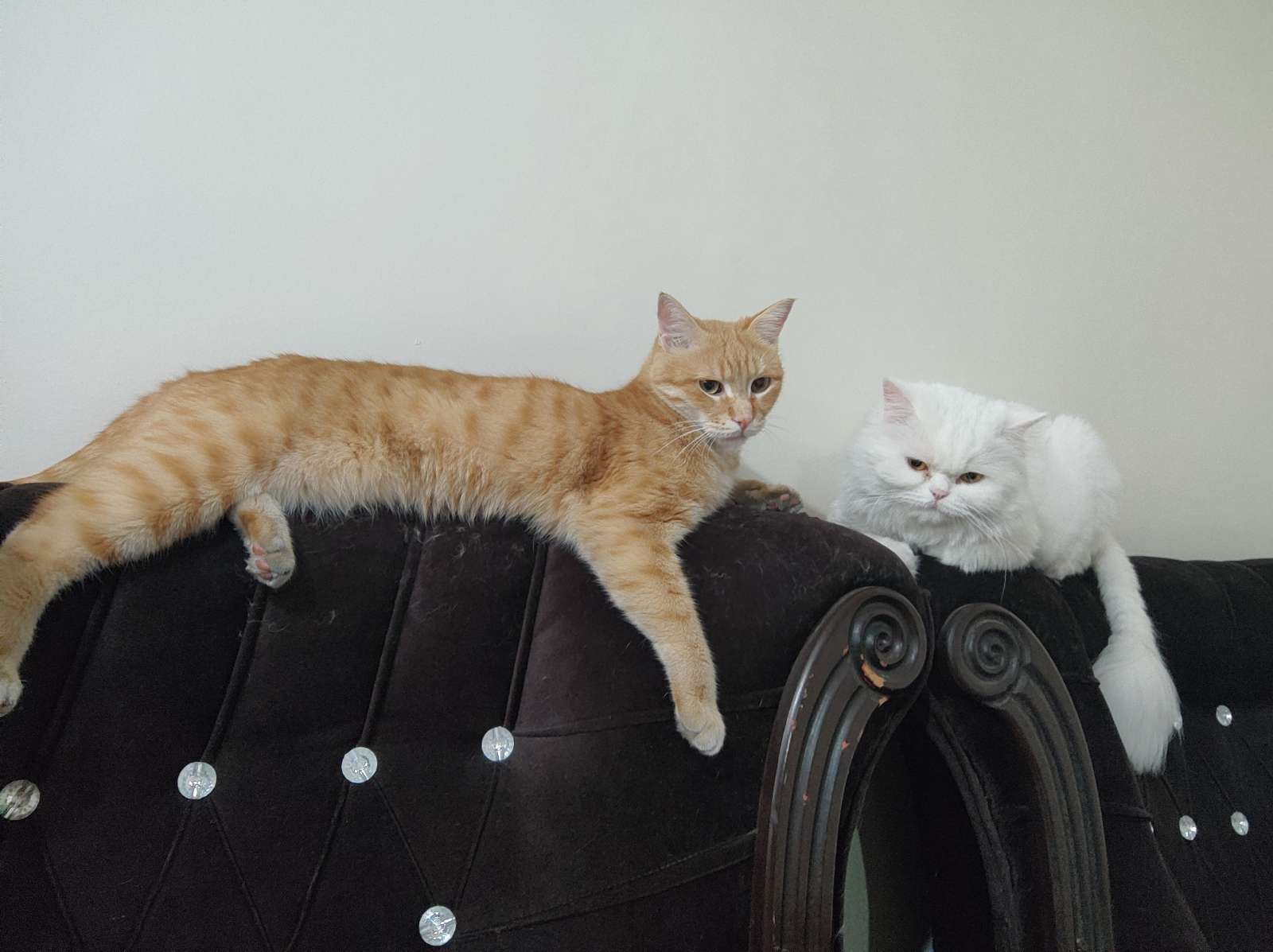 Keyti & nokhodchi, a cat — photo 2