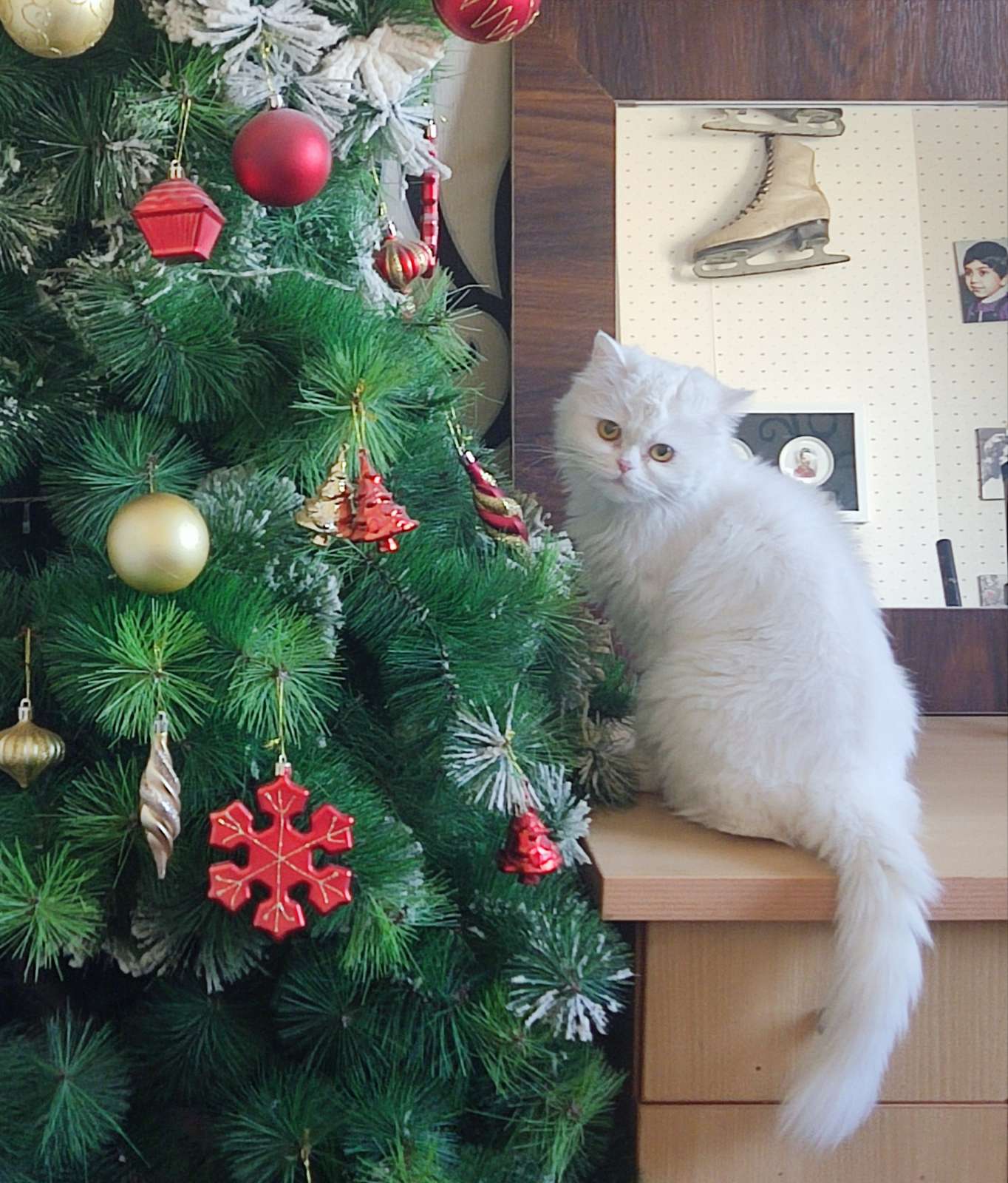 Keyti & nokhodchi, a cat — photo 1
